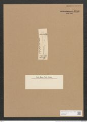 Nitzschia amphibia Grun. (de-Toni-Nr.: Genus 47, Species 2132) Zeichnungen Sammlung Grunow Nr. 4286 (NHMW-BOT-W0372293)